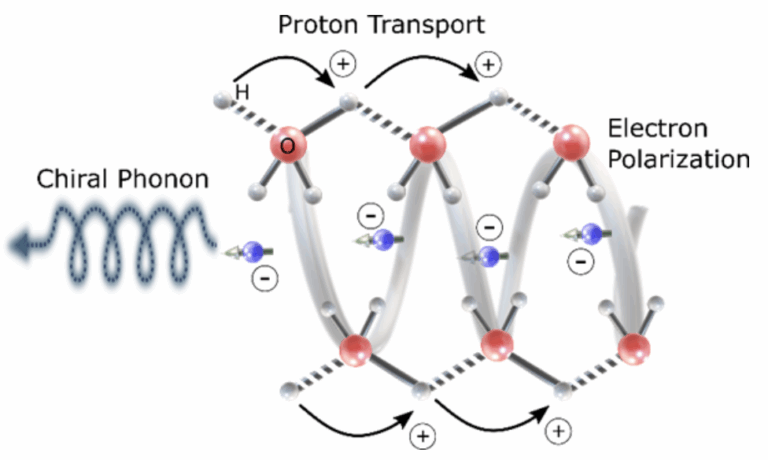 quantum effects in cells